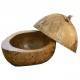 NOIX DE COCO GLACON