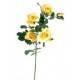 ROSES MARGAUX